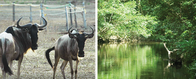 africasafaricostarica2014