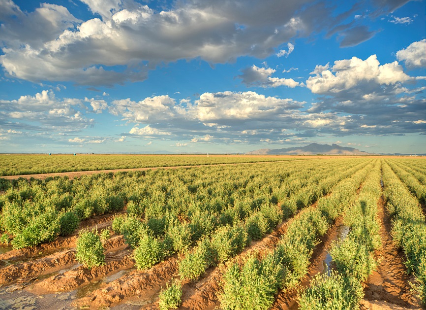 guayule